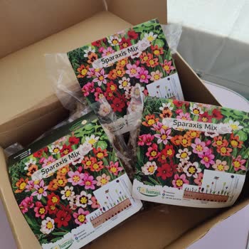 Tohumevi Çiçek Soğanı Siparişimde Yaşadığım Sorunlar Ve İlgisizlik