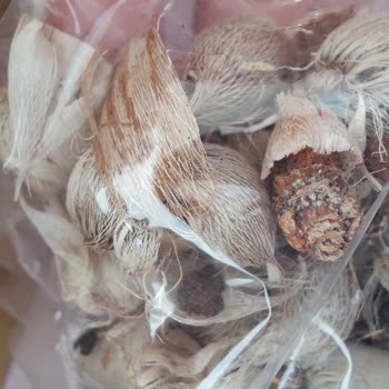 Tohumevi Çiçek Soğanı Siparişimde Yaşadığım Sorunlar Ve İlgisizlik