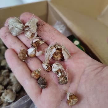 Tohumevi Çiçek Soğanı Siparişimde Yaşadığım Sorunlar Ve İlgisizlik