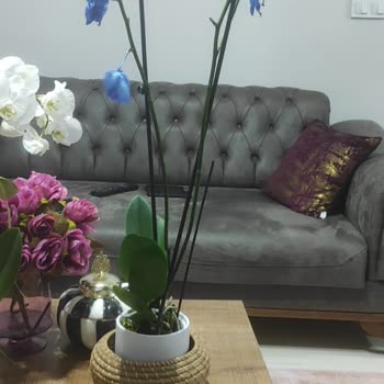 Salon Bitkileri.com Solmuş, Dalları Kırık Ürün Yollaması