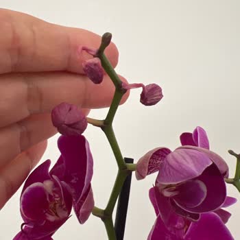 ÇiçekSepeti Hediye Siparişimdeki Çiçekler Solmuş Ve Dökülmek Üzereydi