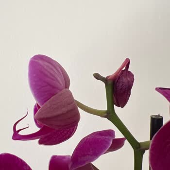 ÇiçekSepeti Hediye Siparişimdeki Çiçekler Solmuş Ve Dökülmek Üzereydi