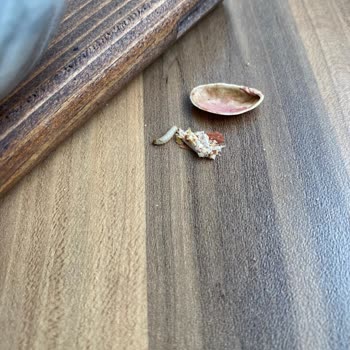 Kdz. Ereğli Mertay Kuruyemiş'te Kurt Sorunu