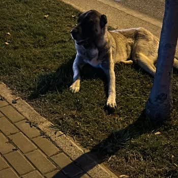 Bursa Büyükşehir Belediyesi Veteriner Hizmetleri Hizmetsizliği