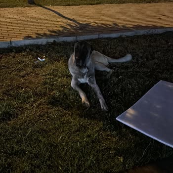 Bursa Büyükşehir Belediyesi Veteriner Hizmetleri Hizmetsizliği