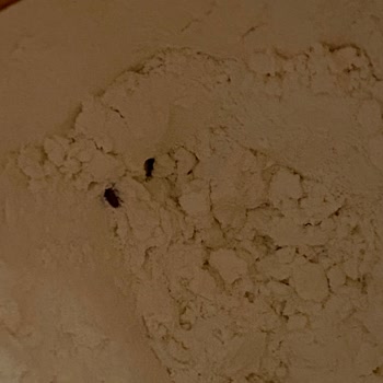 Oba Makarna Oba Un Böcekli