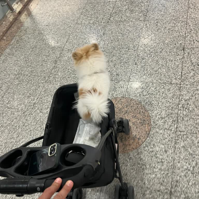 Migros'ta Köpeğimle Yaşadığım Güvenlik Sorunu!