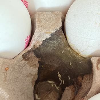 Getir Büyük Kurtlu Yumurta