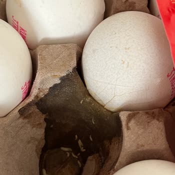 Getir Büyük Kurtlu Yumurta