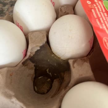 Getir Büyük Kurtlu Yumurta