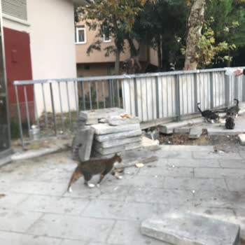 Bedaş Kaldırımı Bir An Önce Tamir Et.
