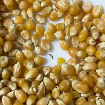 Çevik Bakliyat Çevik Patlamış Mısırda Kurtlanma