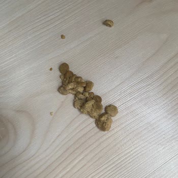 Pro Plan Somonlu Kedi Maması Kusma