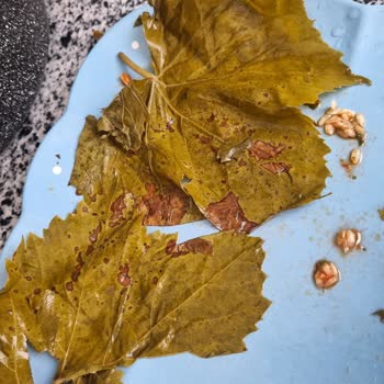 Alatat Salamura Alatat Marka Salamura Yaprakları Parçalanmış Çıktı