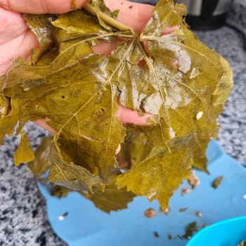 Alatat Salamura Alatat Marka Salamura Yaprakları Parçalanmış Çıktı