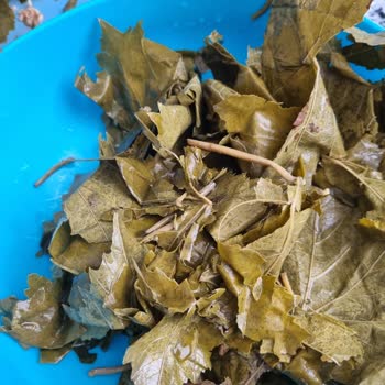 Alatat Salamura Alatat Marka Salamura Yaprakları Parçalanmış Çıktı