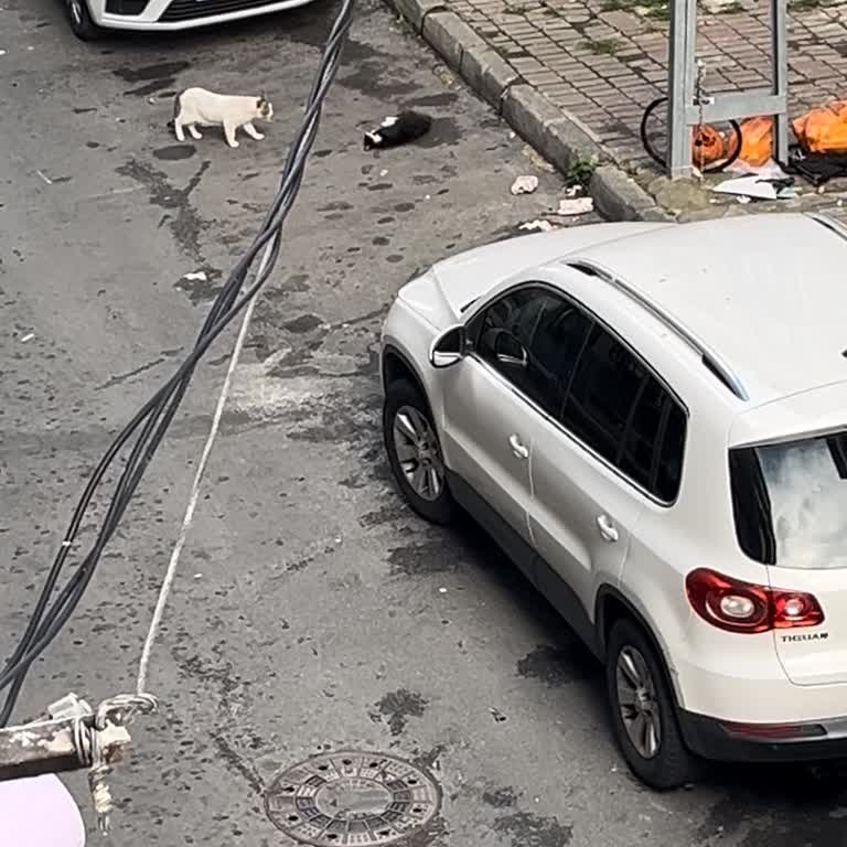 İstanbul Büyükşehir Belediyesi Sokağa Kasis İstemi