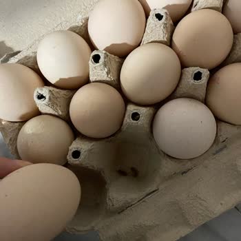 BİM Bili Bili Yumurta