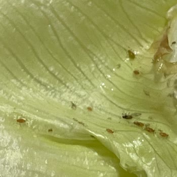 Adıyaman Çiğköfte Ramazan Altuğ İnsan Sağlığıyla Oynuyor