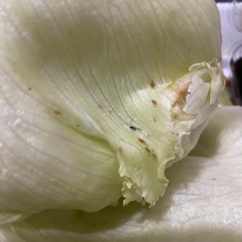 Adıyaman Çiğköfte Ramazan Altuğ İnsan Sağlığıyla Oynuyor