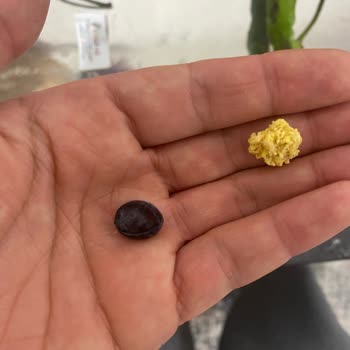 Mini Cheetos Shots Cipsten Yabancı Madde Çıkması