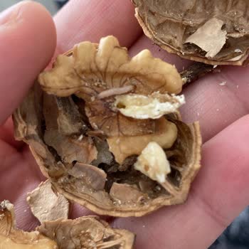 Çitlekçi Cevizin İçinde Kurt Var!