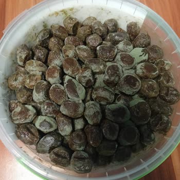 Kavlak Zeytin Kavlak Kızıl Zeytin Ambalajında Küflendi