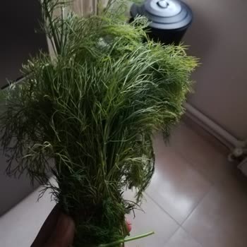 Migros Sivas Sanal Market Çürük Sebze Ve Meyve Gönderiyor