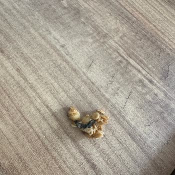 Kellogg's Granola Ürününden Çıkan Pislik!