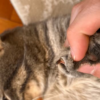 Turkish Airlines: Problemas con mi mascota durante el vuelo