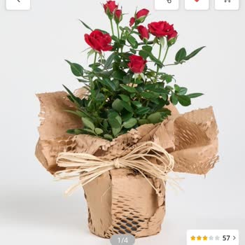 Çiçek Sepeti Şikayet