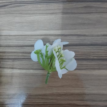 Atölye Flora Gelin Çiçeği Hayal Kırıklığı