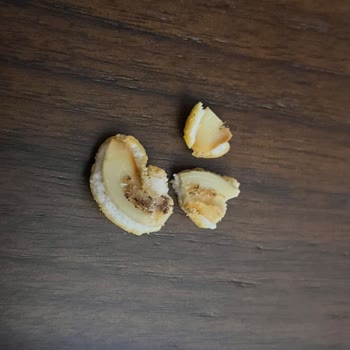 Çerezya Kurtlu Kaju Fıstık