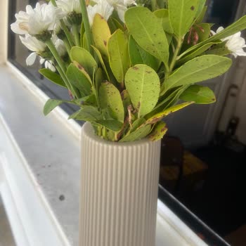 Ciceksepeti'nden Sipariş Verdim Ancak Bin Pişmanım.