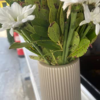 Ciceksepeti'nden Sipariş Verdim Ancak Bin Pişmanım.