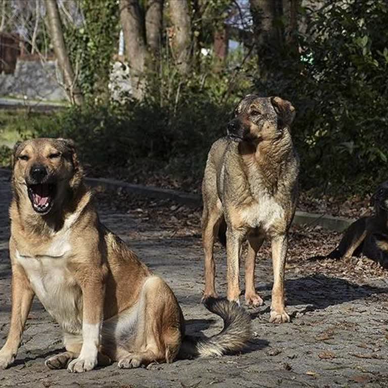 CNNTürk Başıboş Köpekler Toplanacak