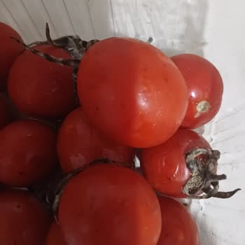 A101 Aldığım Domatesler Küflü Çıktı Ve İade Kabul Edilmedi