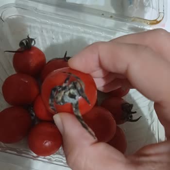 A101 Aldığım Domatesler Küflü Çıktı Ve İade Kabul Edilmedi