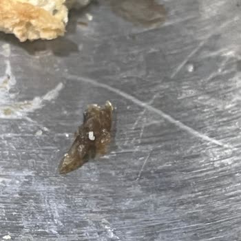 UNO Anadolu Ekmeğinde Böcek Şoku