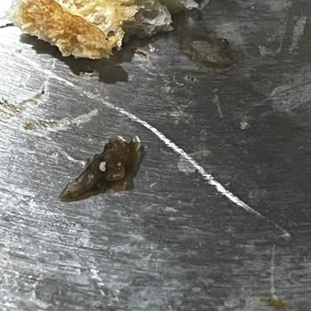 UNO Anadolu Ekmeğinde Böcek Şoku