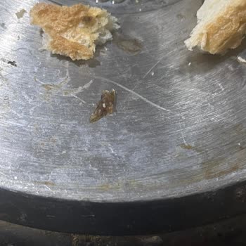 UNO Anadolu Ekmeğinde Böcek Şoku