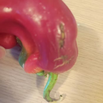 Carrefour'da Balık Bitmiş...