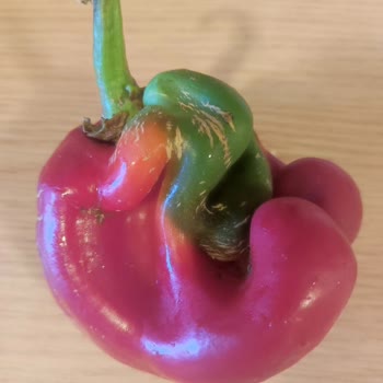 Carrefour'da Balık Bitmiş...