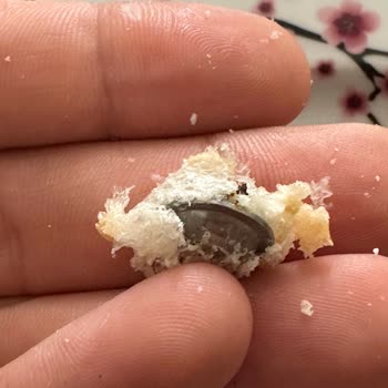 Migros Marketten Alınan Ekmekte Yabancı Cisim Bulundu