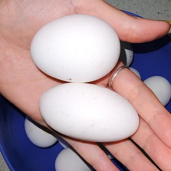 A101 Yeniköy Çiftliği Uzun İnce Formda Üstelikte Hasarlı Yumurta