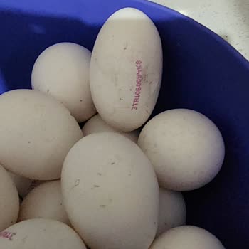 A101 Yeniköy Çiftliği Uzun İnce Formda Üstelikte Hasarlı Yumurta