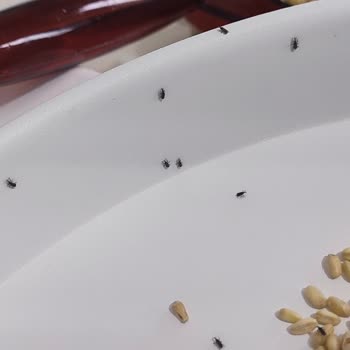 Anadolu Mutfağı Erzurum Şok Market'ten Aldığım Üründe Böcek Sorunu