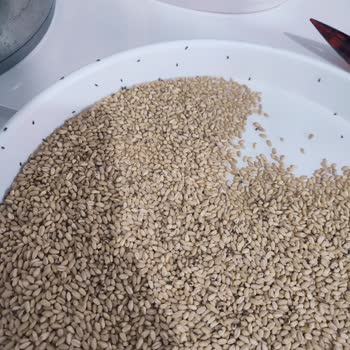 Anadolu Mutfağı Erzurum Şok Market'ten Aldığım Üründe Böcek Sorunu