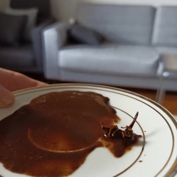 Abdullah Efendi İçinden Ölü Arı Çıkan Kahve