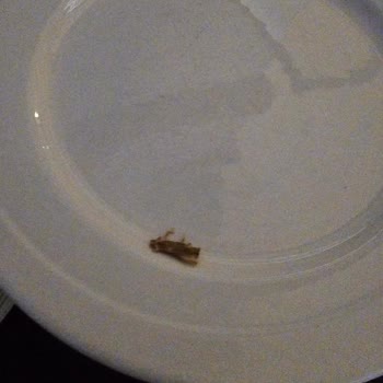 Simurg Halal Luxury Hotel Hygieneprobleme und schlechtes Essen im Urlaub.